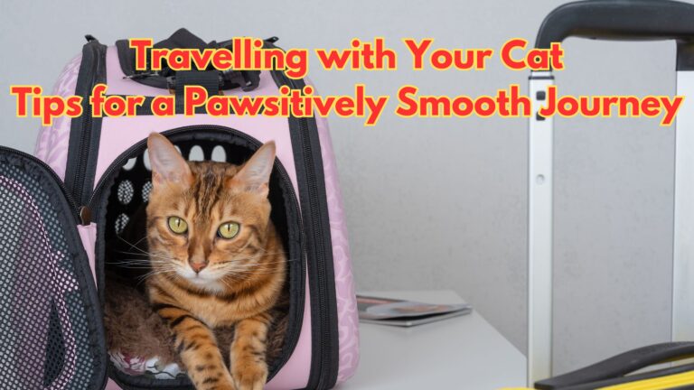 Travelling with Your Cat: Tips for a Pawsitively Smooth Journey https://www.dealparcel.com